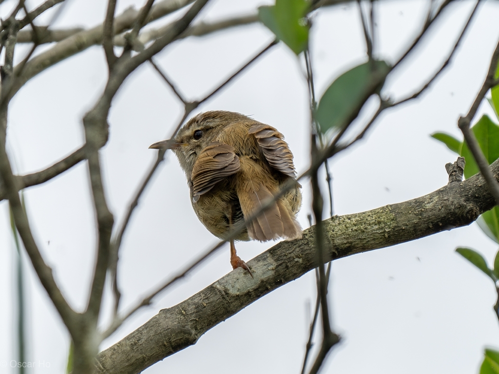 Brownish-flanked Bush Warbler in April 2023 by Oscar Ho · iNaturalist