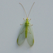 Common Green Lacewings - Photo (c) Paul, all rights reserved, uploaded by Paul