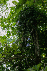 Thunbergia laurifolia image
