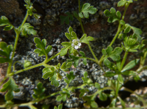 Nemophila pulchella var. fremontii