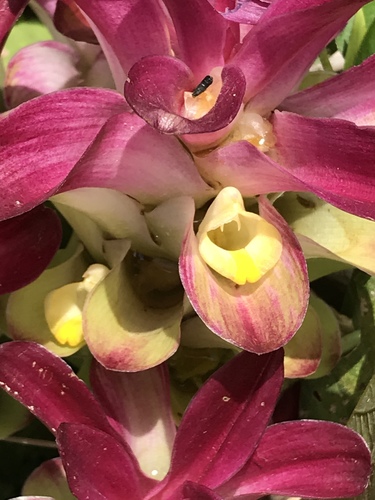 Curcuma zedoaria (Christm.) Roscoe