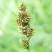 Carex arcta - Photo (c) Steven Daniel, כל הזכויות שמורות, uploaded by Steven Daniel