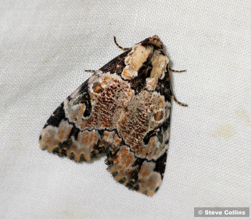 Stibaera thyatiroides Barnes & Benjamin, 1924