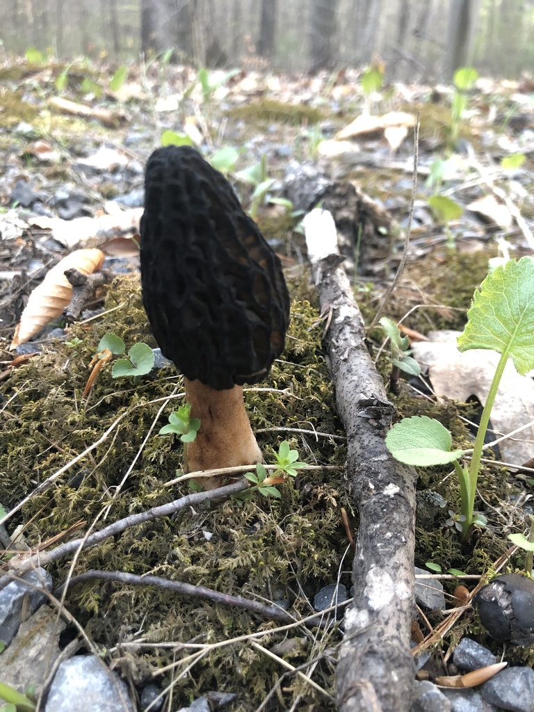 black morel from Frew Rd, Huntingdon, PA, US on April 19, 2023 at 0733 PM by Diana Gamba