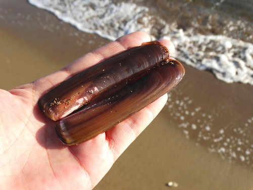 Krusenstern's Razor Clam