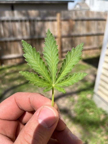 Cannabis