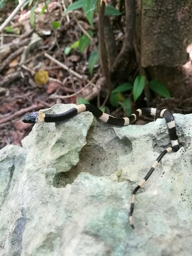 Snail-eating Thirst Snake