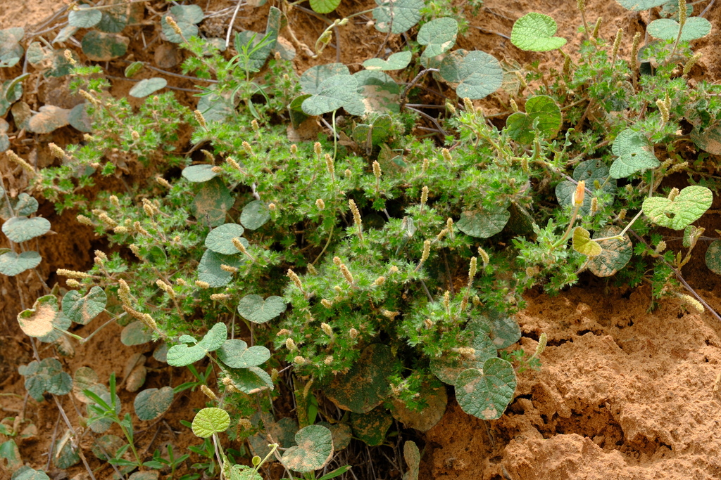 Cardinal Feather from South Fork Estates, TX 78361, USA on April 25