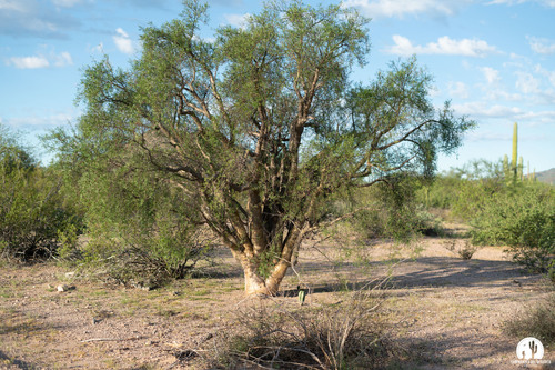 Torote blanco (Paleta Vegetal de Hermosillo) · iNaturalist