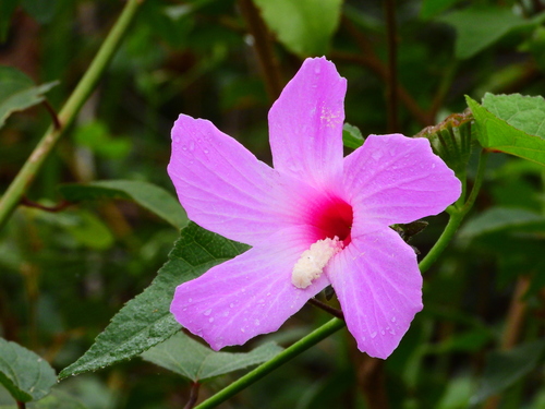 Hibiscus costatus