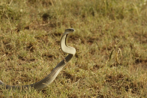 Black Mamba