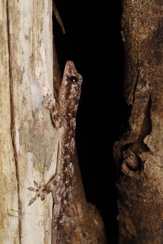 Tropical House Gecko