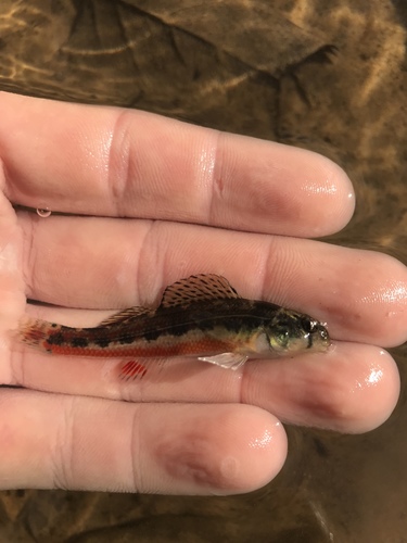 Cherry Darter