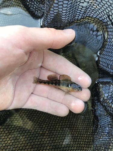 Tennessee Snubnose Darter