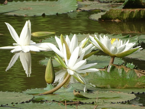 Egyptian white water-lily