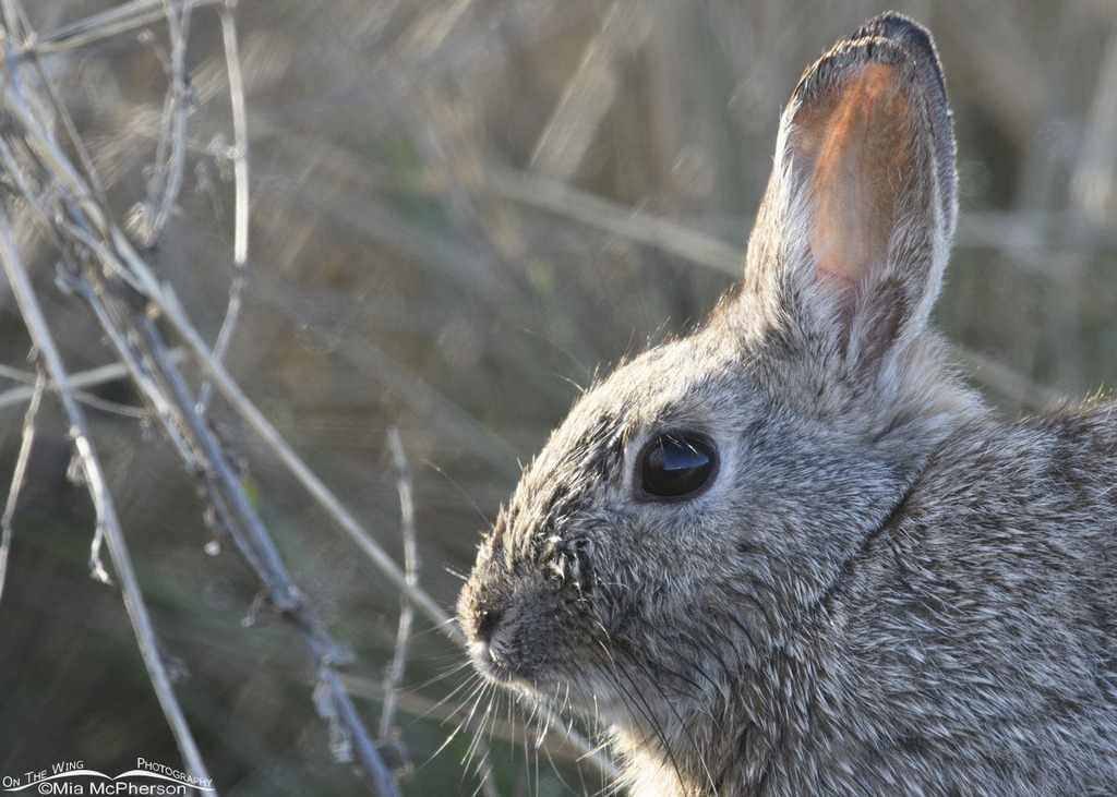 Cottontail Rabbits from Box Elder County, UT, USA on April 26, 2023 at ...