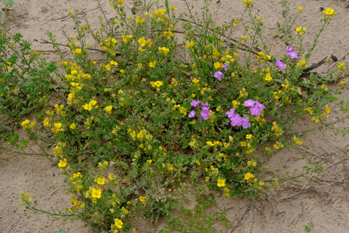 Lindheimer's bladderpod (Lesquerella lindheimeri)
