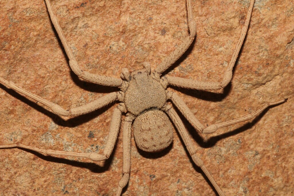 Six-eyed Sand Spiders from Erongo, Namibia on April 14, 2023 by Frank