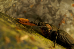 Rhinostomus barbirostris image