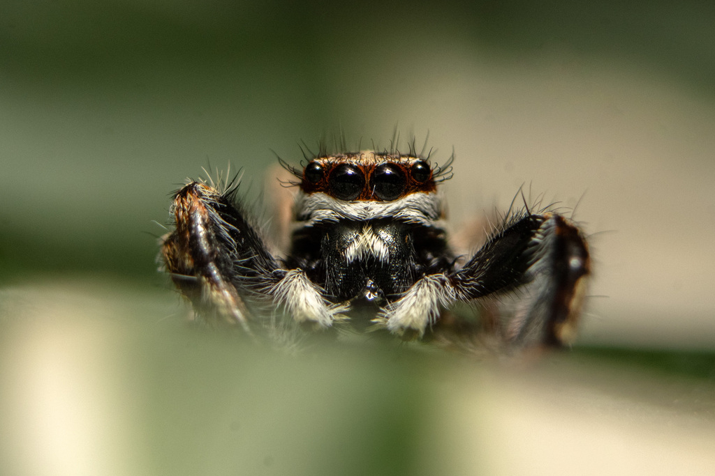 Gray Wall Jumping Spider from Jamundí, Valle del Cauca, Colombia on ...