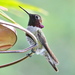 Anna's × Costa's Hummingbird Hybrid - Photo (c) Jay Keller, all rights reserved, uploaded by Jay Keller