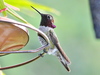 Anna's × Costa's Hummingbird Hybrid - Photo (c) Jay Keller, all rights reserved, uploaded by Jay Keller