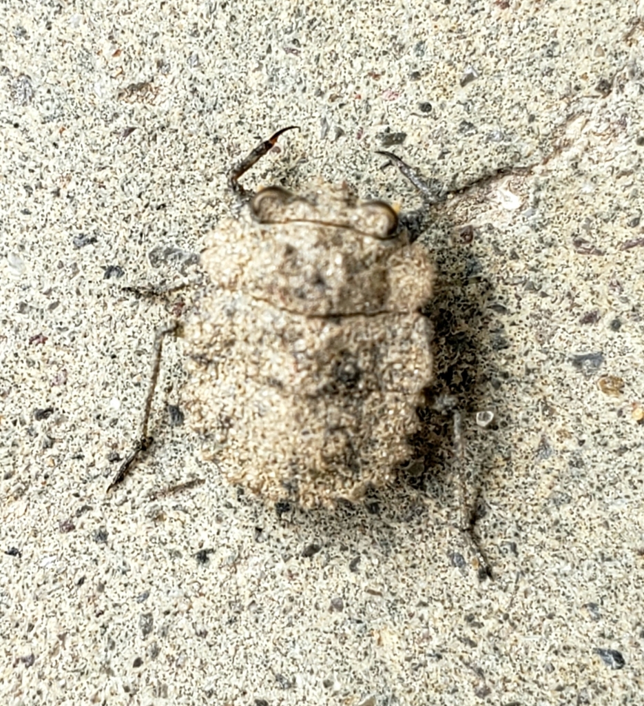 Nathha Insect Nerthra from RJVM+HH, Sisahaniya 22400, Nepal on April 27, 2023 at 08: ...