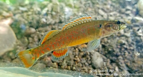 Redfin Darter