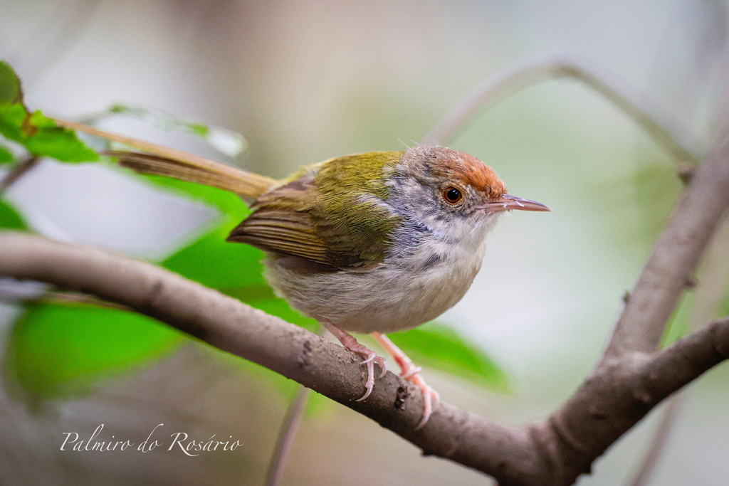 Common Tailorbird photo