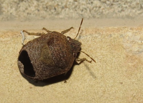 Symphylus caribbeanus Kirkaldy, 1909