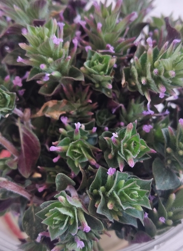 Ziziphora hispanica