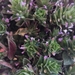 Ziziphora hispanica - Photo (c) aziz louk, todos los derechos reservados, subido por aziz louk