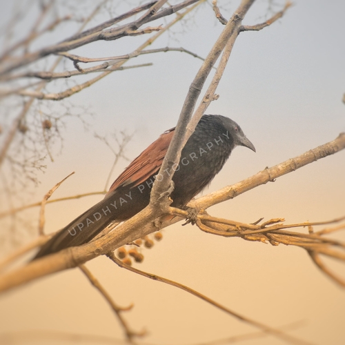 Greater Coucal