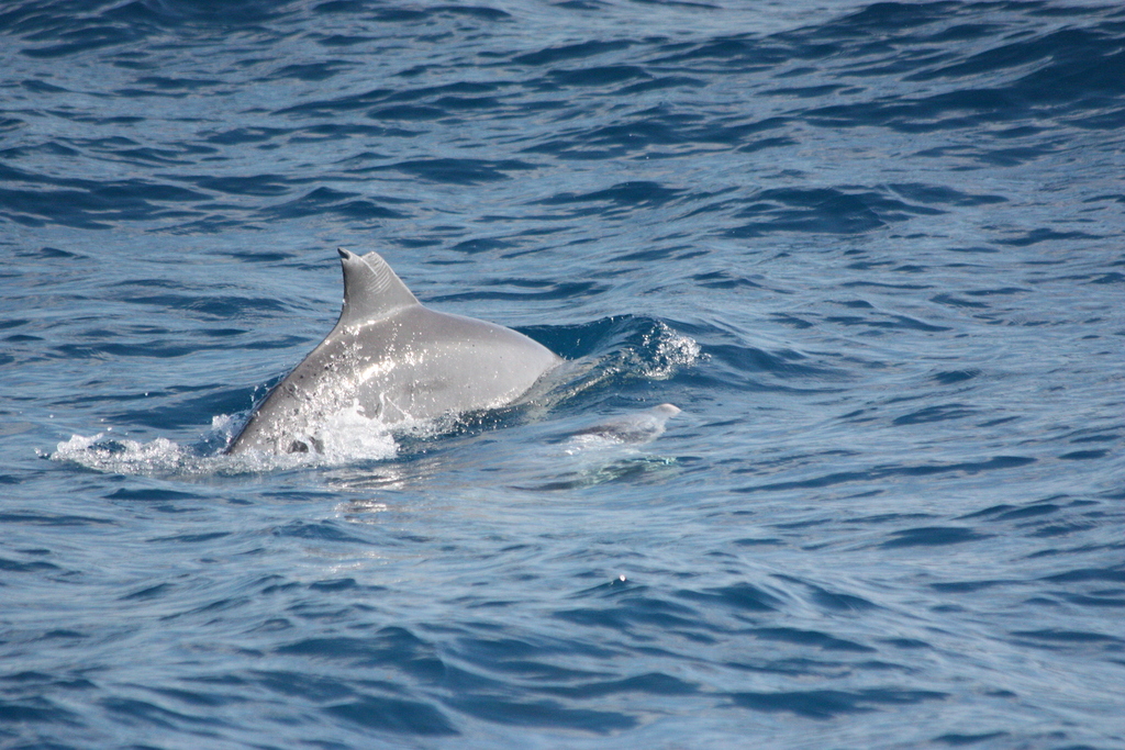 Common Bottlenose Dolphin from Cairns, QLD, Australia on July 03, 2009 ...