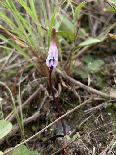 Disperis woodii