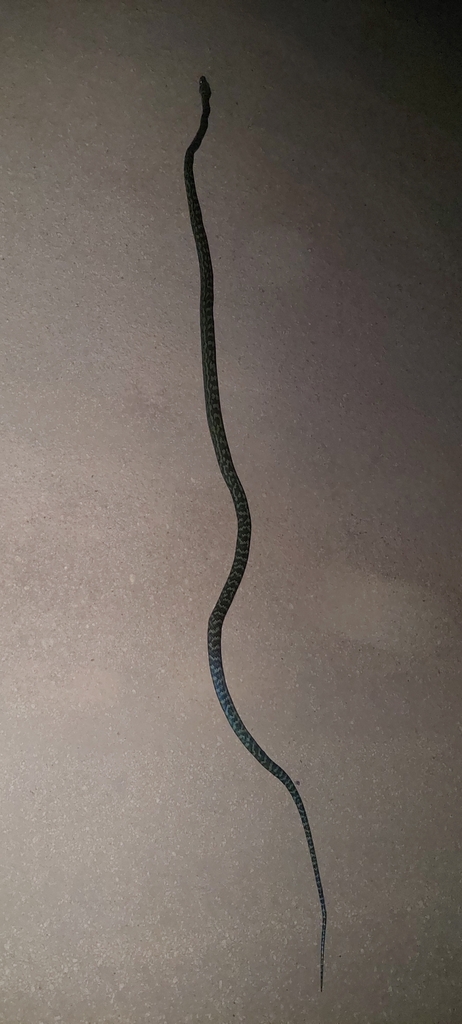 Australian Scrub Python from Cook, AU-QL, AU on April 27, 2023 at 07:18 ...