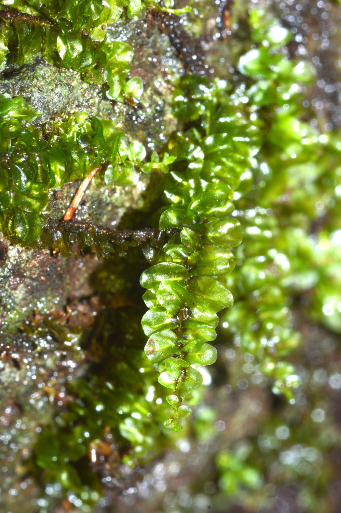 Thyme and Allied Mosses from Hallorans Hill on March 24, 2023 at 10:53 ...