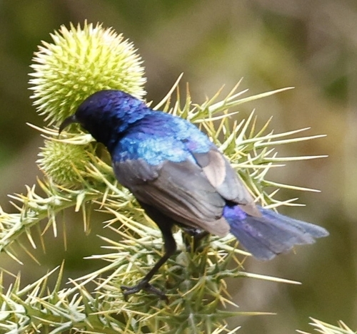 Palestine Sunbird