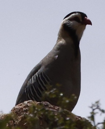 Arabian Partridge