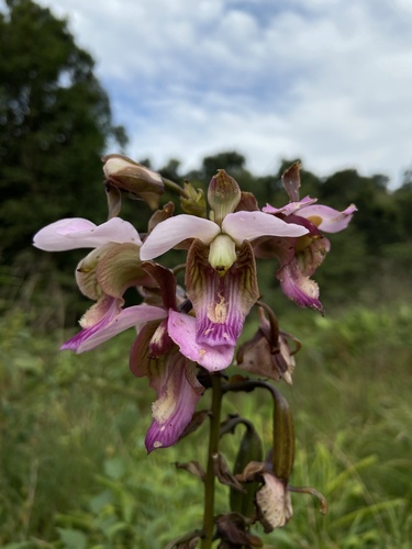 Purple Vlei Harlequin