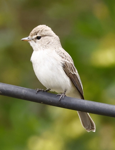 Gambaga Flycatcher