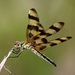 Halloween Pennant - Photo (c) Jay L. Keller, all rights reserved, uploaded by Jay L. Keller