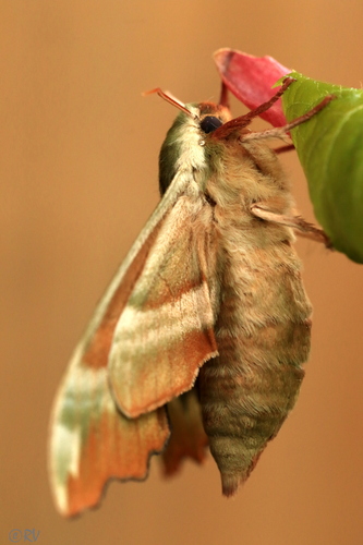 Lime Hawkmoth