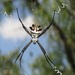 Aranhas Orbitelares - Photo (c) Eric Eaton, todos os direitos reservados, uploaded by Eric Eaton