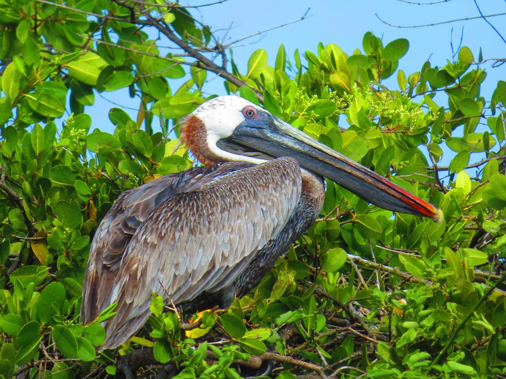 Brown Pelican (Pelecanus occidentalis) photo