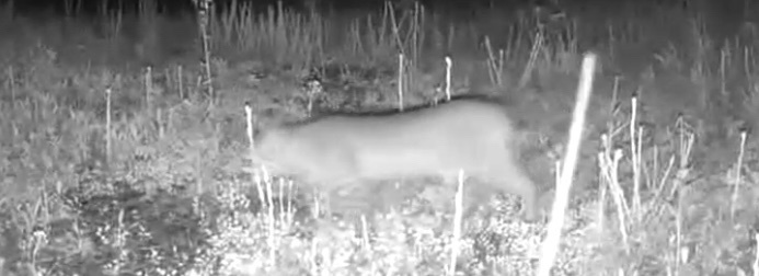 Bobcat from Overholt Trail, Sevierville, TN, US on April 27, 2023 at 06 ...