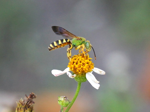 Brown-winged Striped Sweat Bee