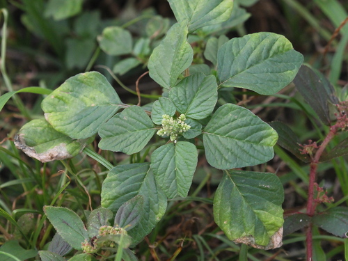 Livid Amaranth (Subspecies Amaranthus blitum emarginatus) · iNaturalist