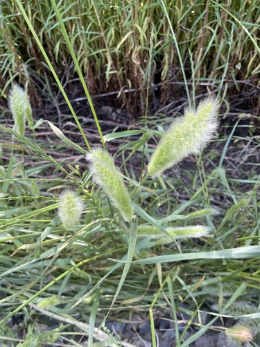 iNaturalist observation photo of rabbitfoot grass
