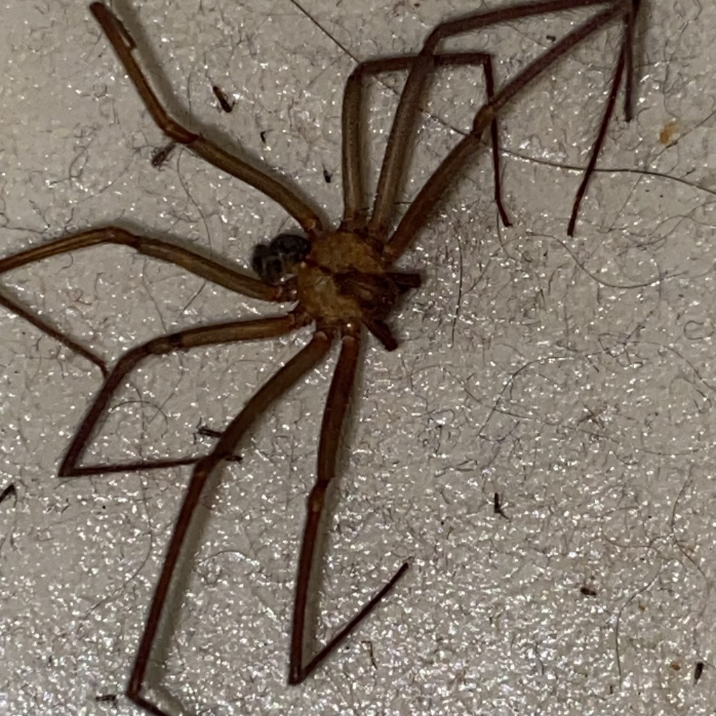 Brown Recluse from N Main St, Arab, AL, US on April 27, 2023 at 12:24 ...